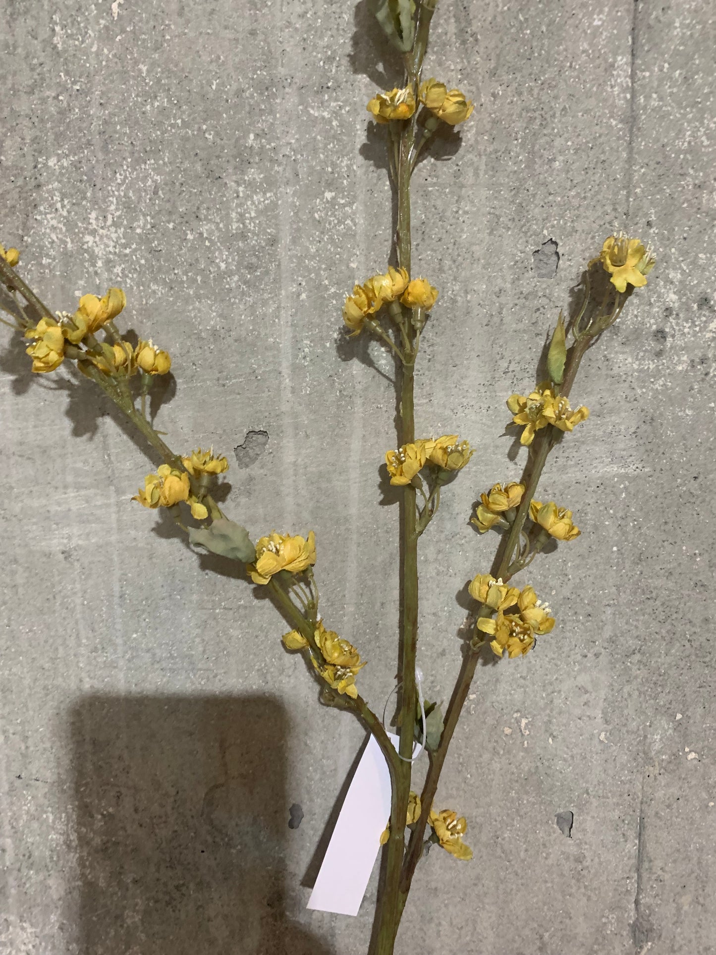 Dried Baby Plum Blossom AMBER