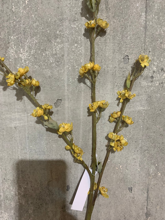 Dried Baby Plum Blossom AMBER