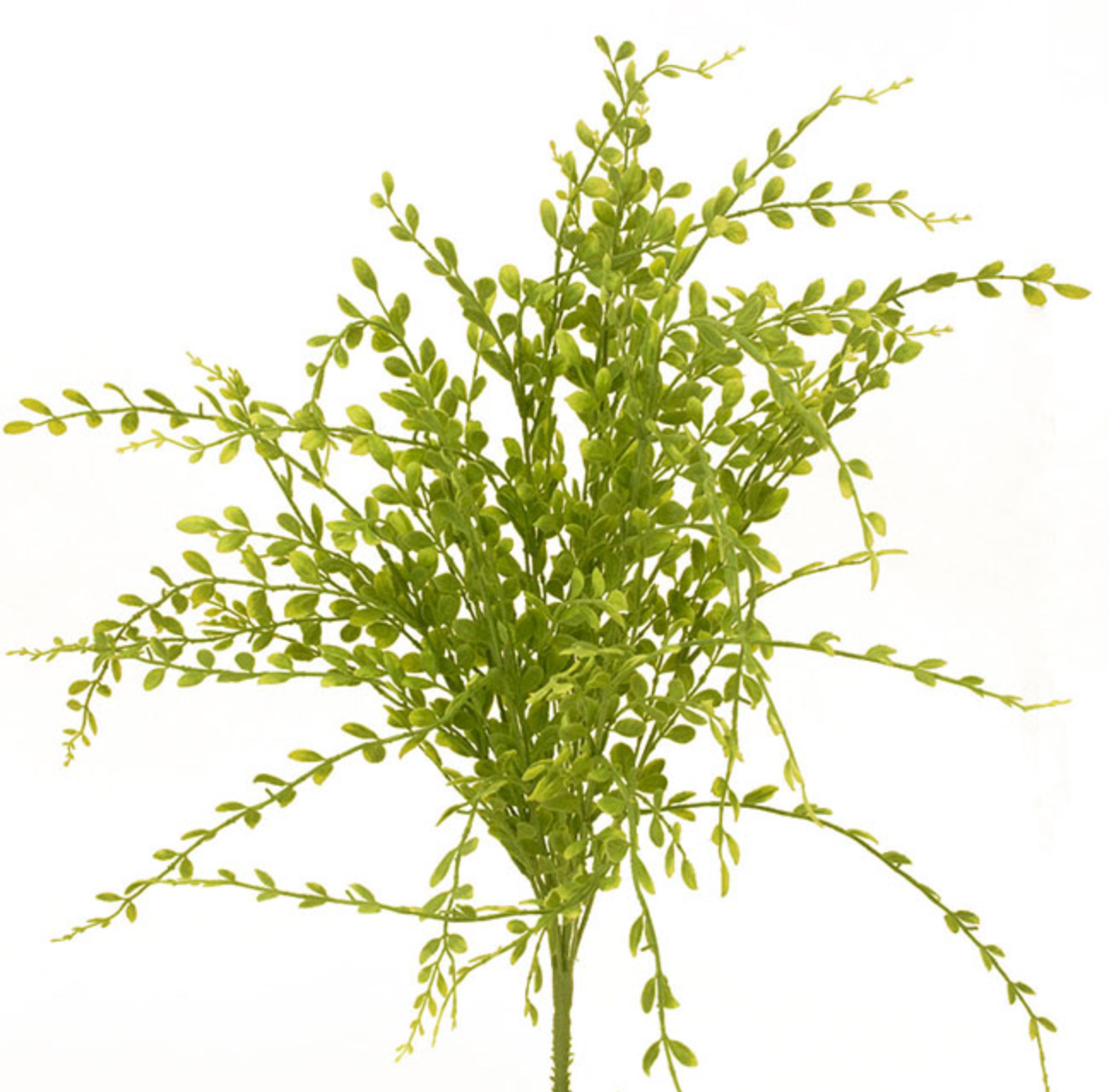 24in Green English Boxwood x9