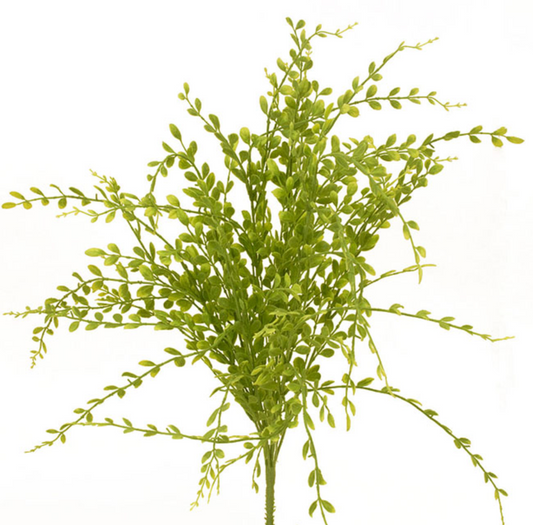 24in Green English Boxwood x9