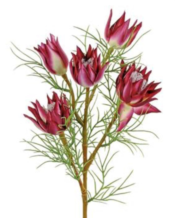 23in Wild Protea Blooms Spray BURG