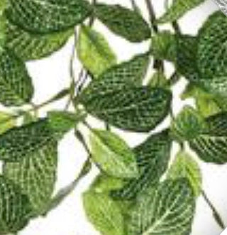 37in Fittonia Spray GREEN/CREAM