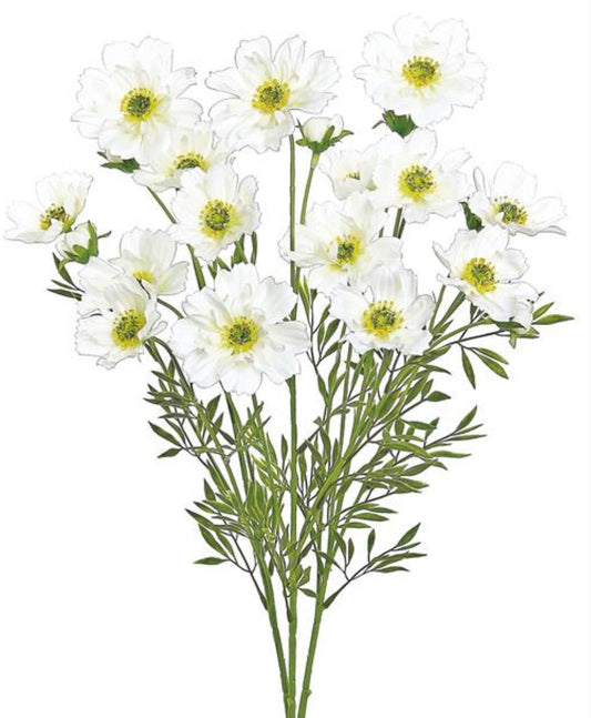 23in Cosmos Bush x3 CREAM
