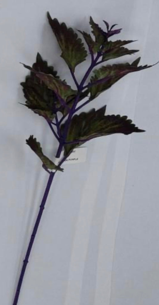 18in DARK PURPLE Coleus