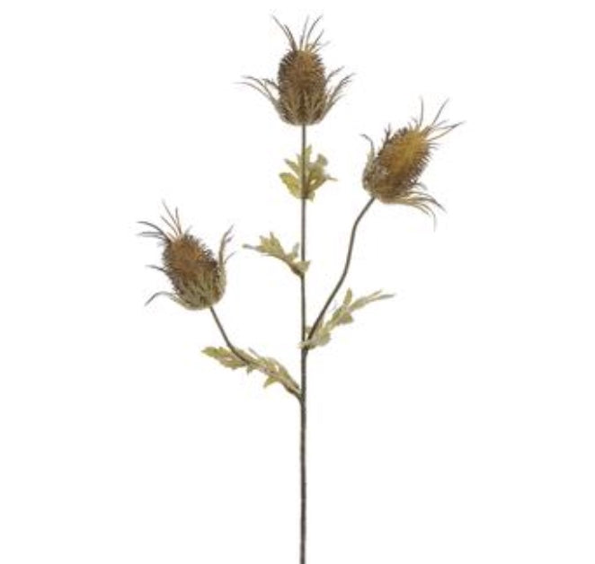 26in Brown Thistle