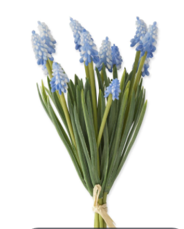 10in Blue Grape Hyacinth Bundle bbb