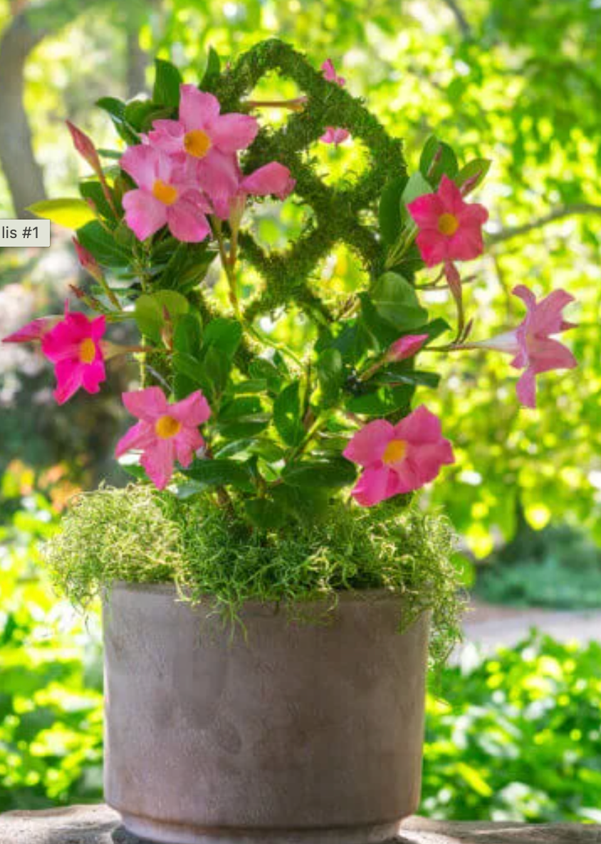 17in Moss Diamond Plant Trellis aaa (30% off)
