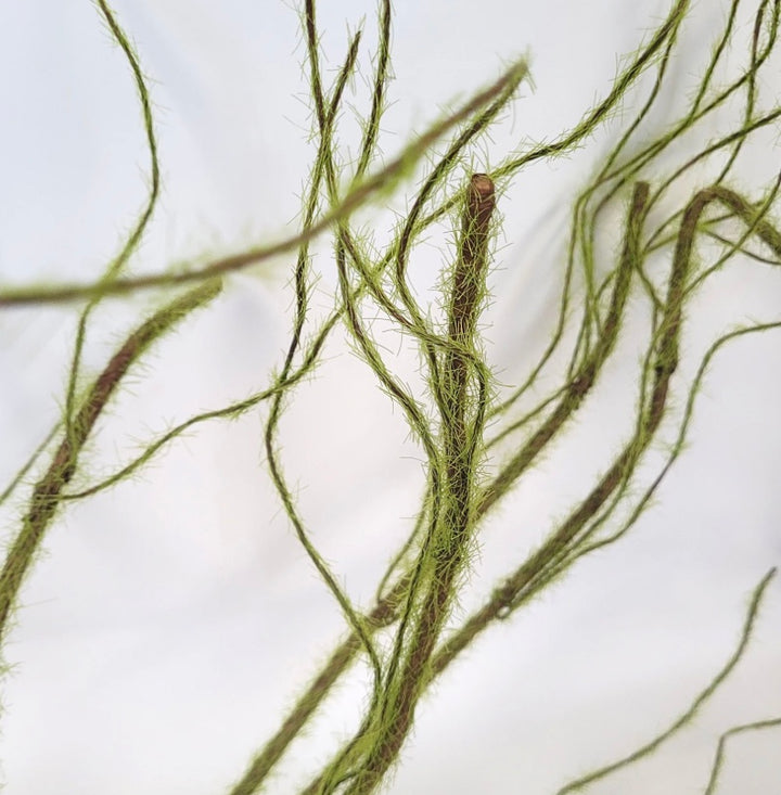 35in Grass Twig Branch