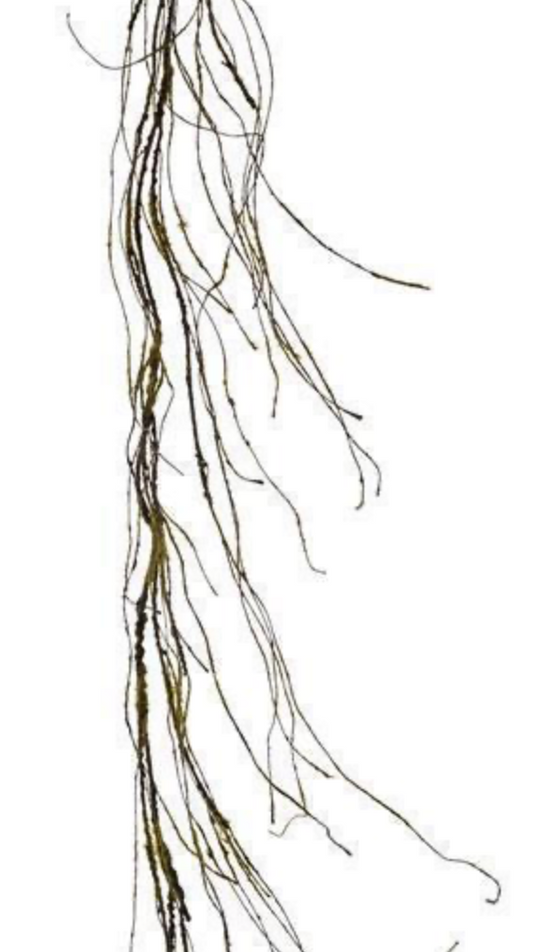 6ft Mossy Twig Garland