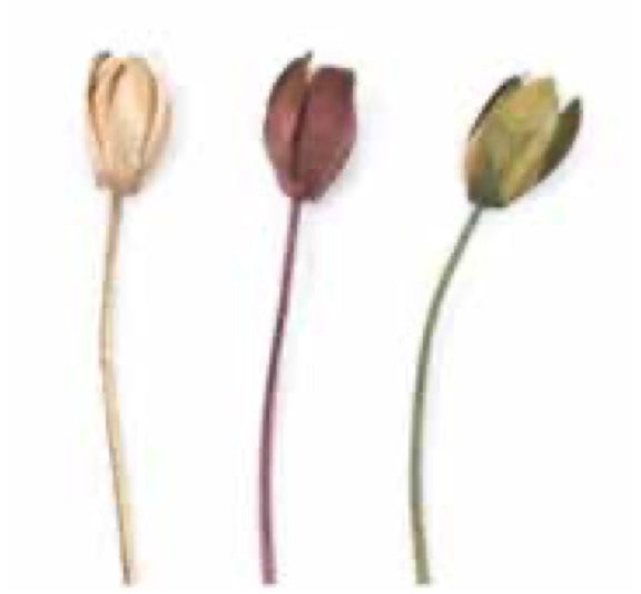 Dried Bell Flower CREAM