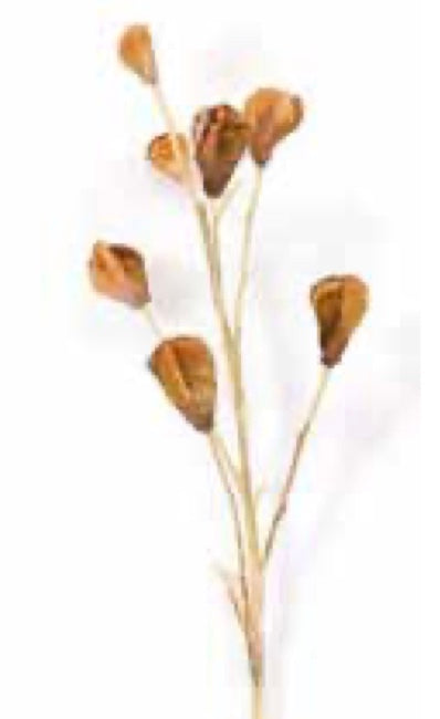 Dried Lily Pod GOLD