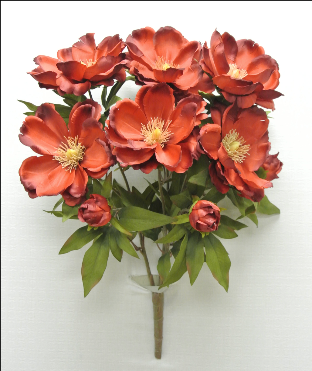 Orange Magnolia Bush x9