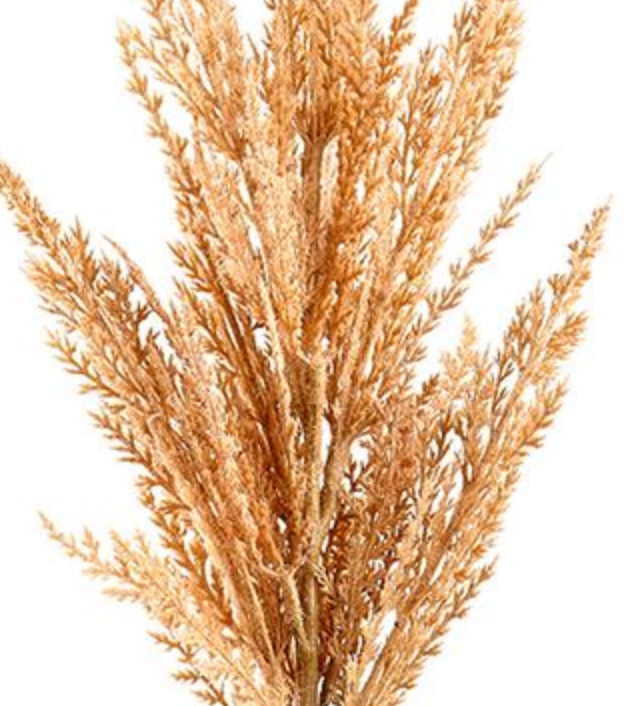 36in Blush Pampas Grass Allstate