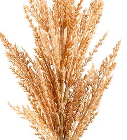 36in Blush Pampas Grass Allstate