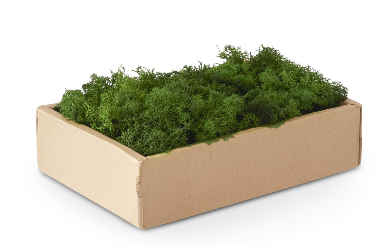 Box of Green Reindeer Moss - Premium Attachments for Wreaths Arrangements and Home Decor