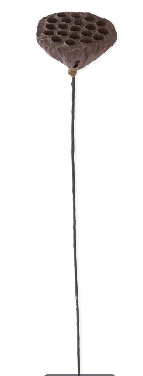 21in BROWN Lotus Seedpod