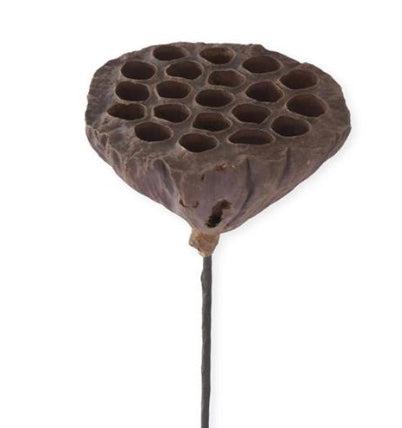 21in BROWN Lotus Seedpod