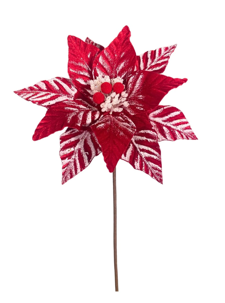 24in Poinsettia "Touched by Snow" RED/WHITE