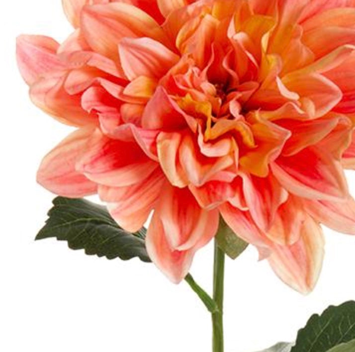 27in Dahlia Bloom CORAL