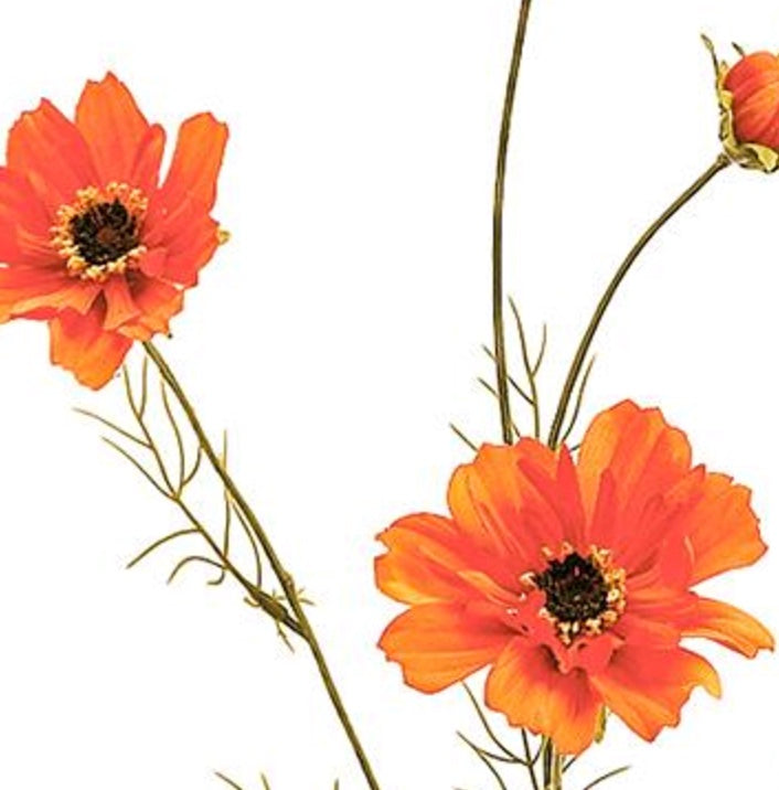 32in Cosmos Spray x5 ORANGE