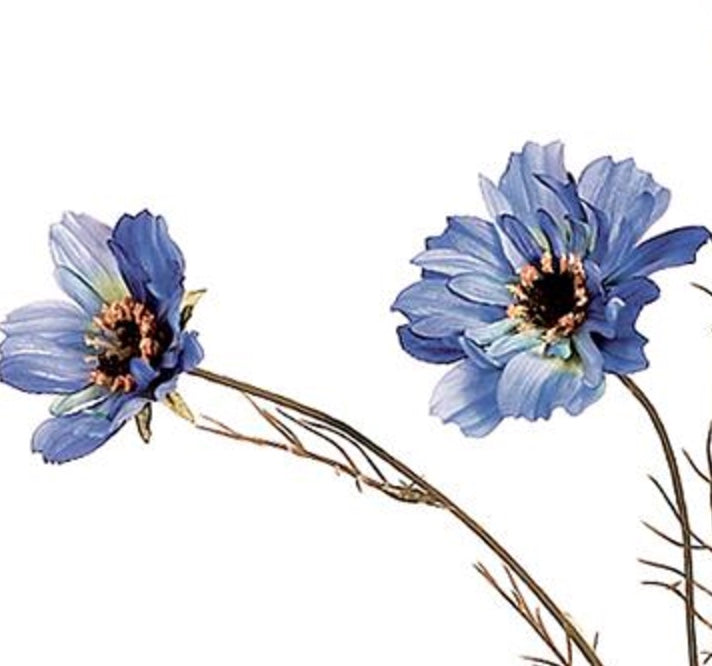 32in Cosmos Spray x5 BLUE