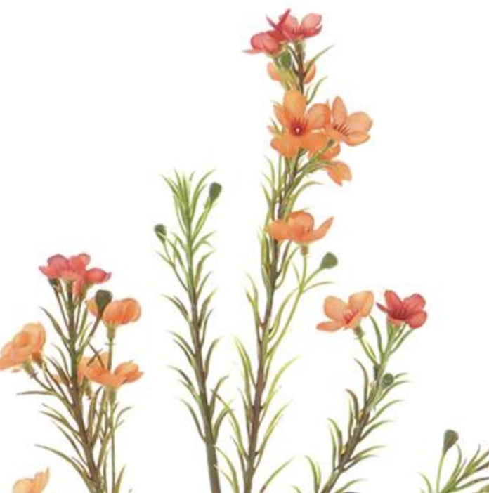 24in Waxflower ORANGE