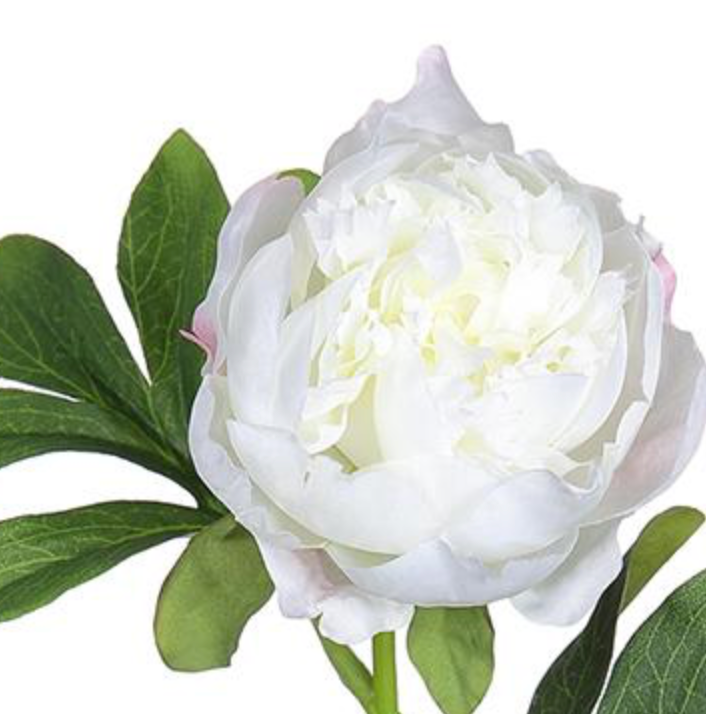 22in White Peony Blossom w/Leaves