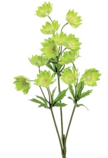 25in Green Lewisias Spray