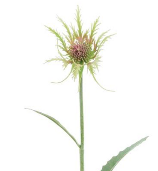 19in Red/Green Thistle