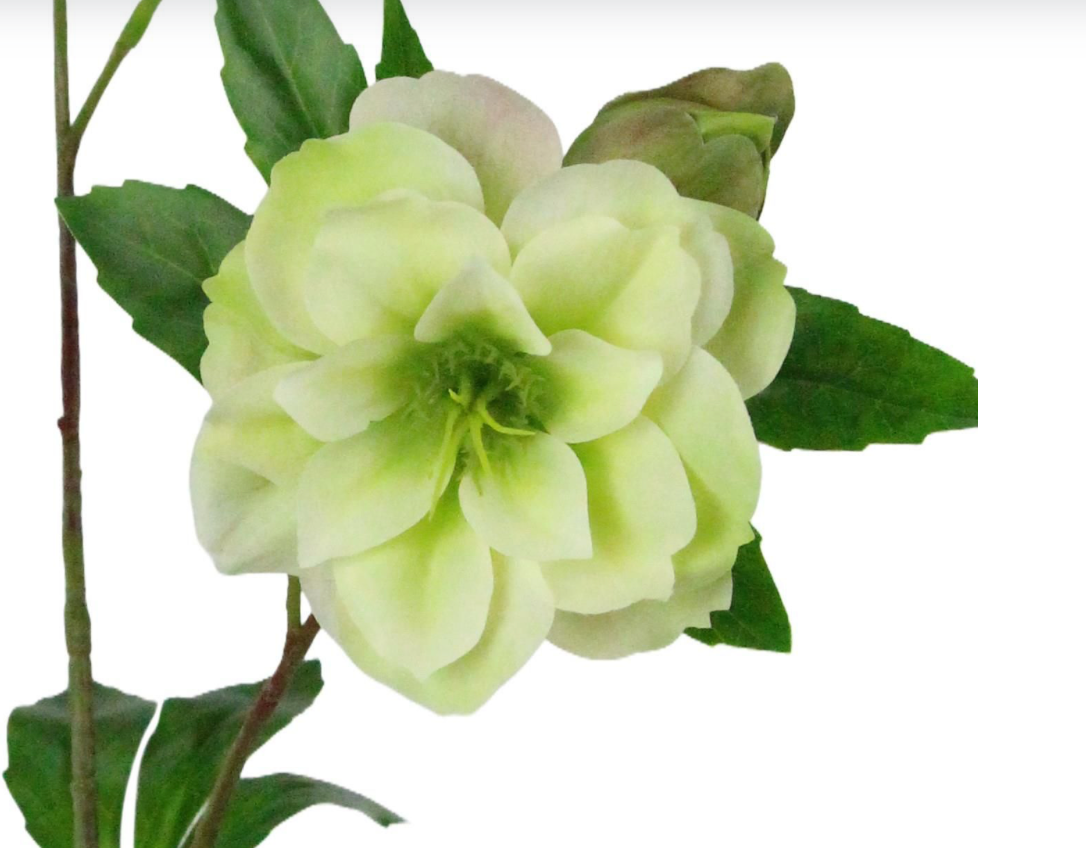 25in Lenten Rose CREAM