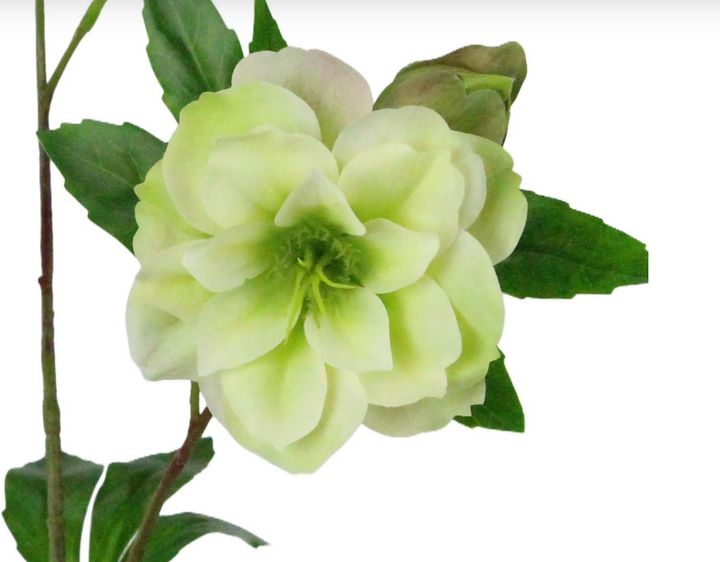 25in Lenten Rose CREAM