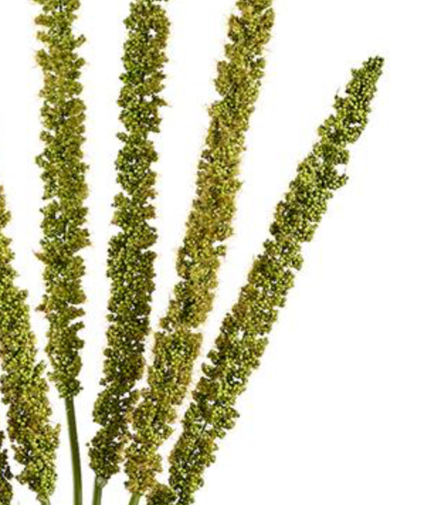 20in Foxtail Bundle x6 GREEN