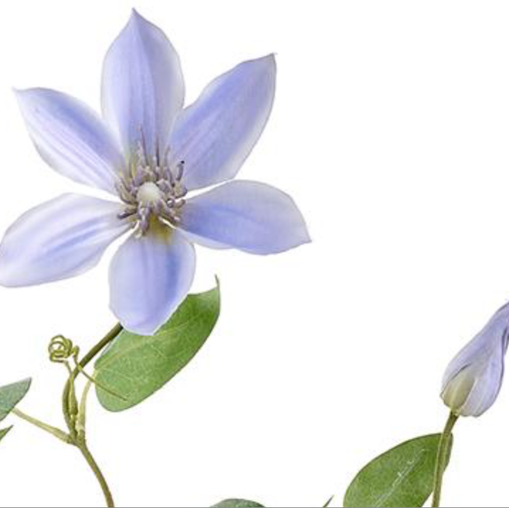 28in Purple Clematis Vine