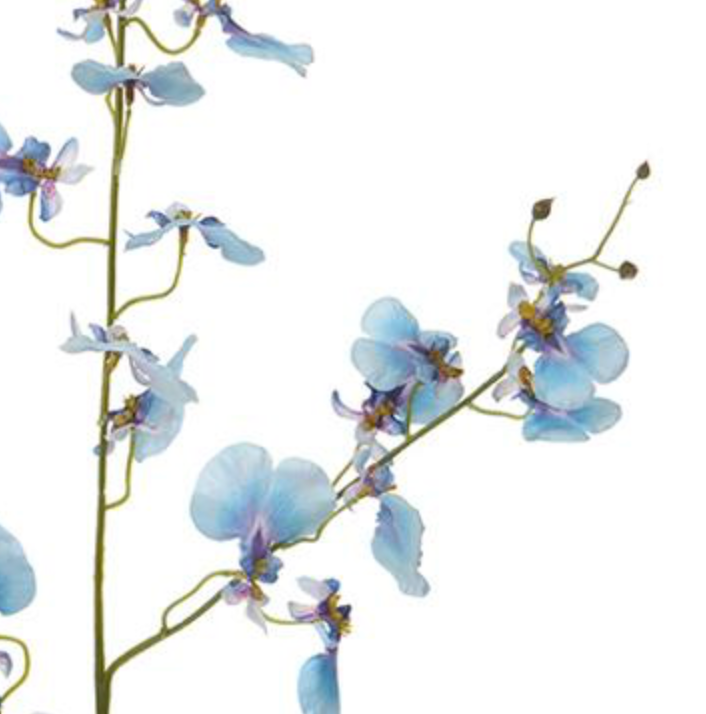 38in Oncidium Orchid blue
