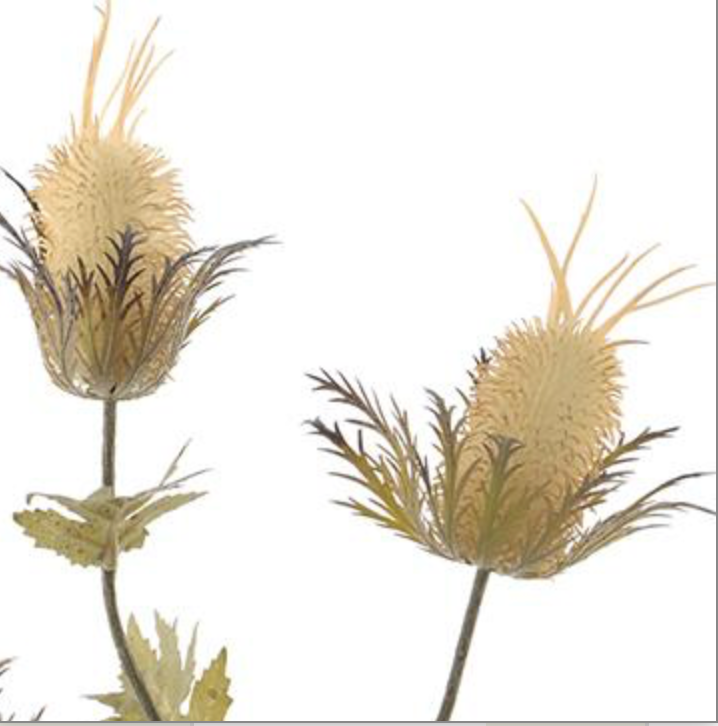 26in Beige Thistle