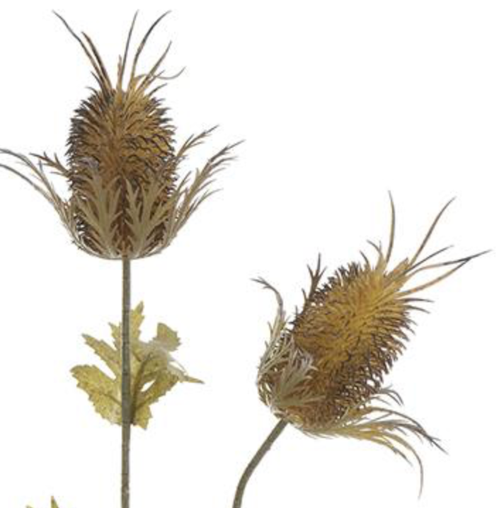 26in Brown Thistle