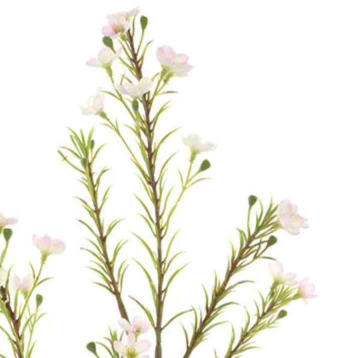 24in Pale Pink/Cream Waxflower