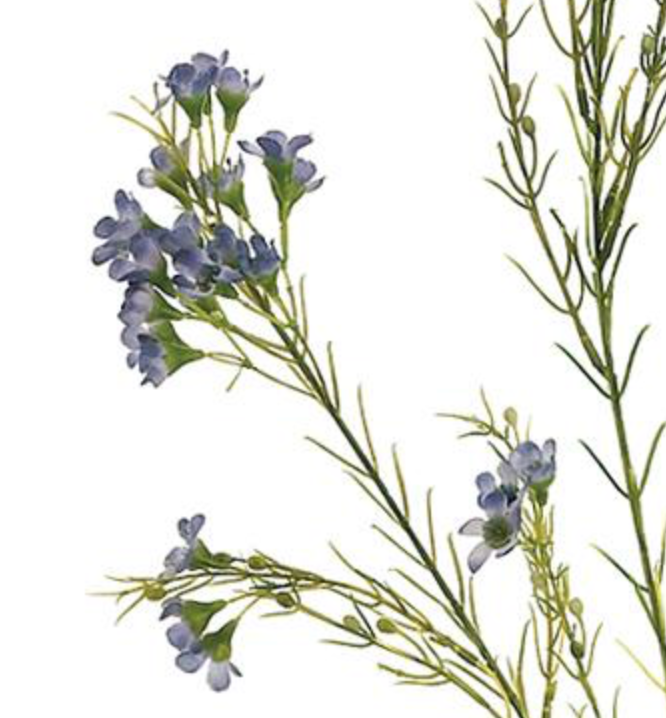 27in Blue Waxflower x3