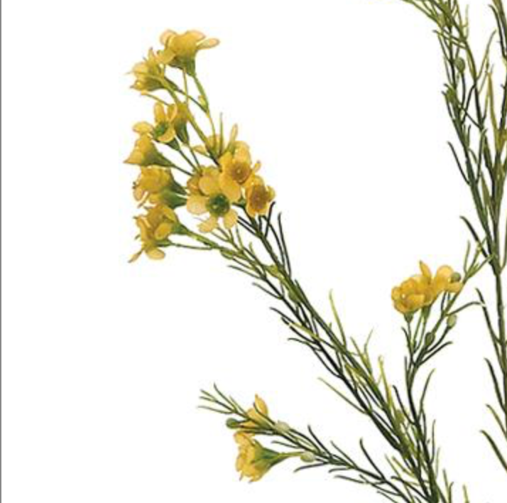 27in Yellow Waxflower x3