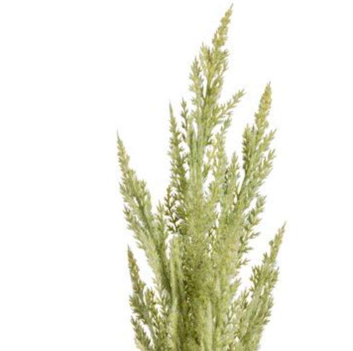 32in Green Pampas Grass adb