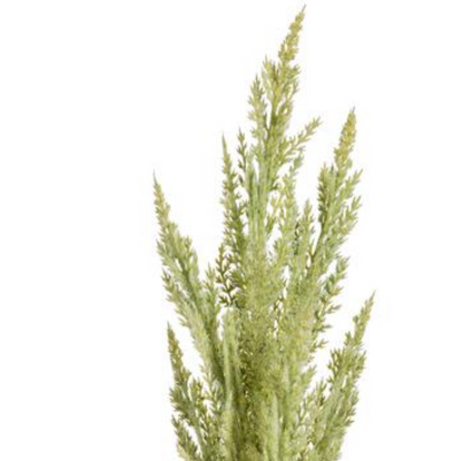 32in Green Pampas Grass adb