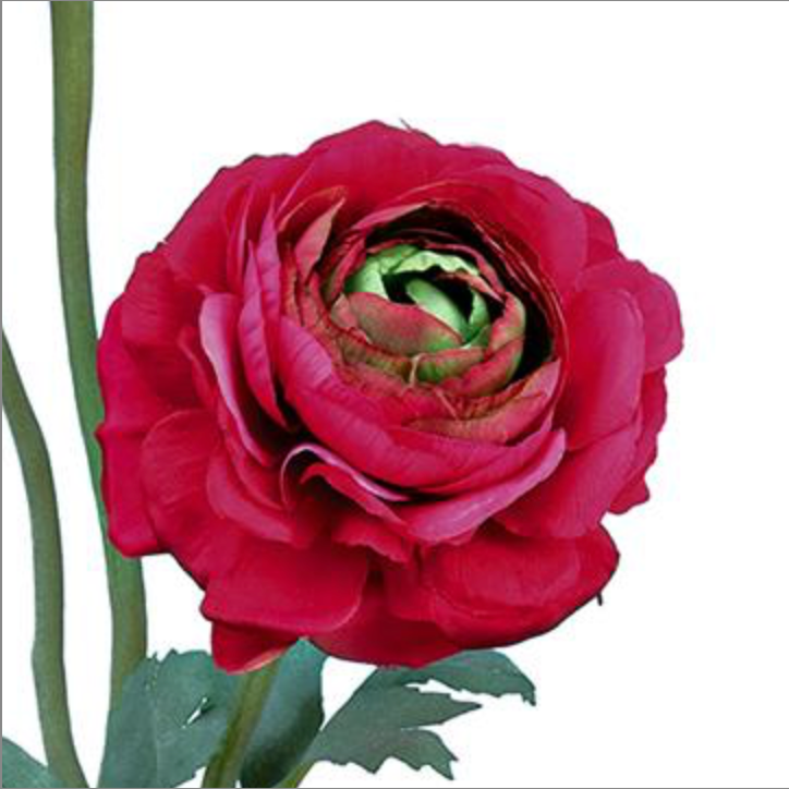 15in Hot Pink Ranunculus Bloom & Bud