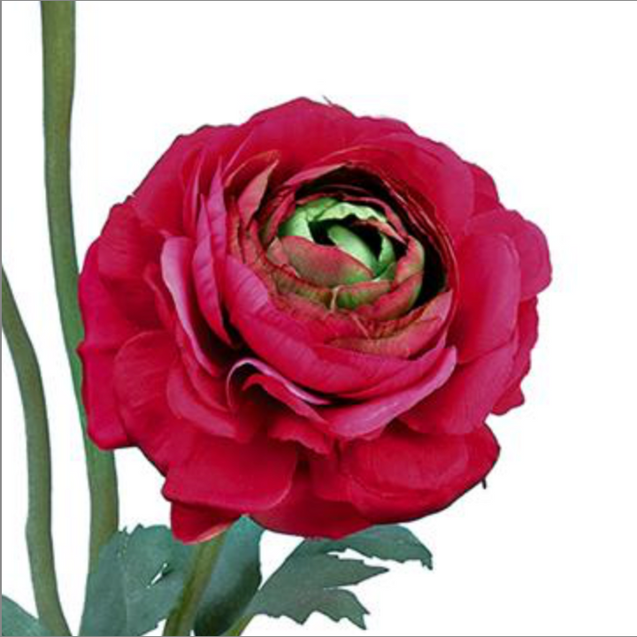 15in Hot Pink Ranunculus Bloom & Bud
