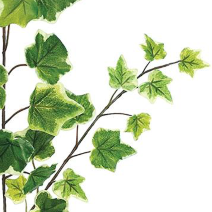 25in 39 Leaf Variegated Green/Cream Ivy