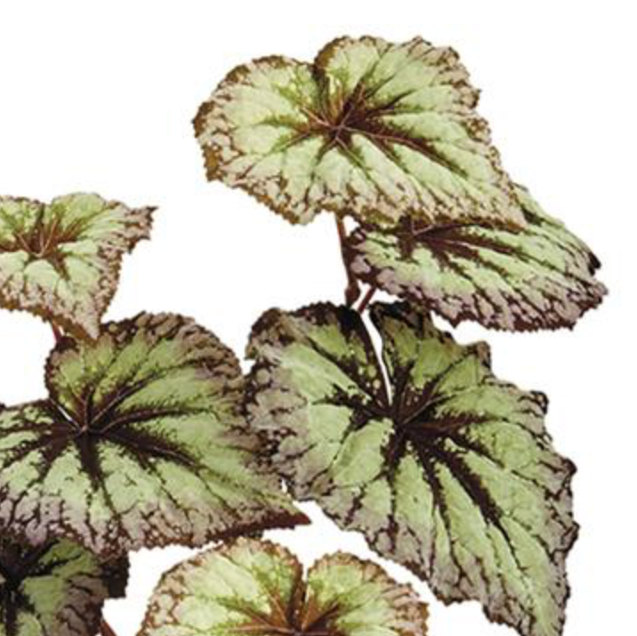 26in Green/Purple Begonia Leaf