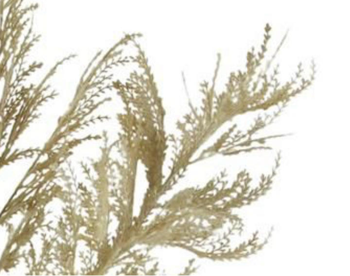 63in Beige Pampas Grass Plume