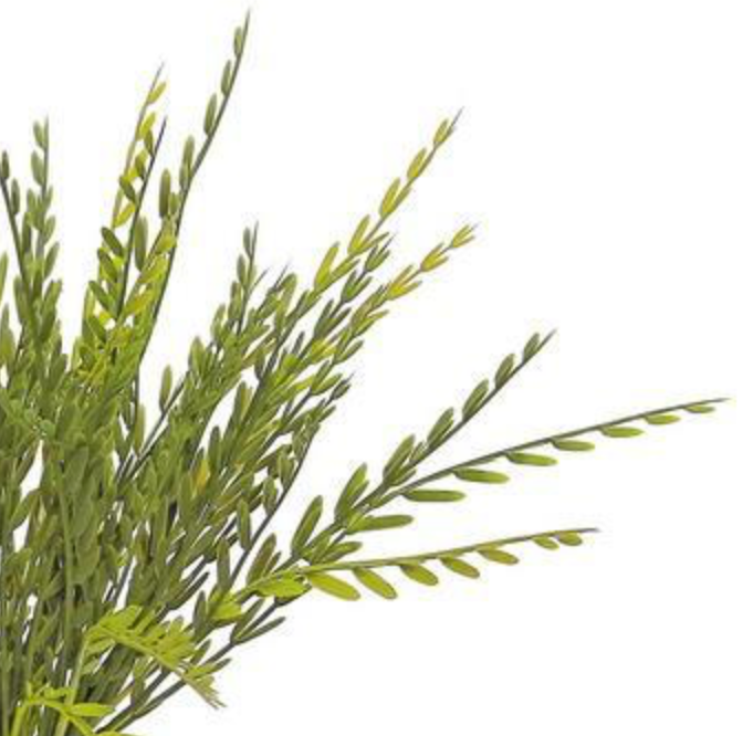 15in Axillaris Bead Grass Bush