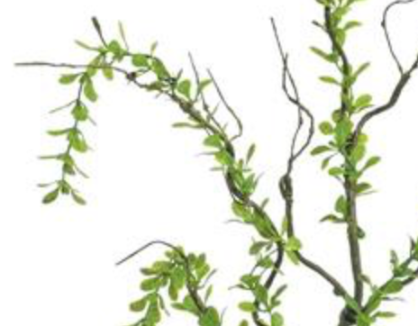 40in Creeping Plagiomnium Moss Branch