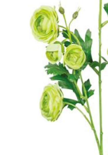 30in Apple Green Ranunculus Spray