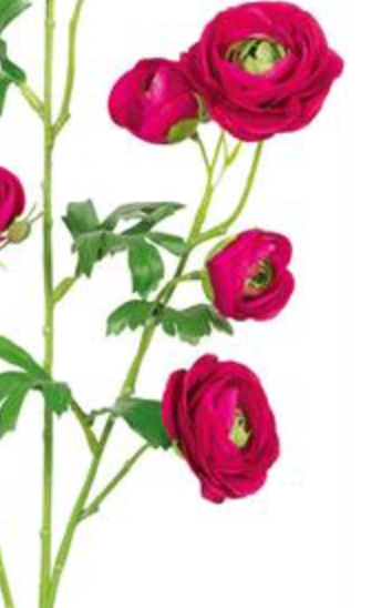 30in Wine Ranunculus Spray